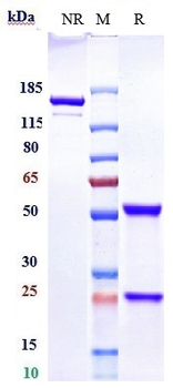 Siglec-2 / CD22 Reference Antibody (epratuzumab)