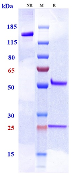 PCSK9 Reference Antibody (tafolecimab)