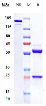 EphA3 Reference Antibody (ifabotuzumab)
