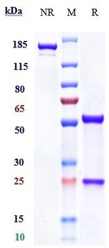 VEGFR1 / FLT1 Reference Antibody (icrucumab)