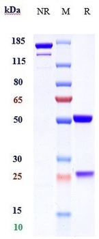 F12 / Factor XII Reference Antibody (garadacimab)