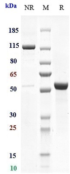 TSPAN26 / CD37 Reference Antibody (otlertuzumab)