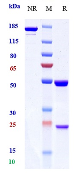 PDCD1 / PD-1 / CD279 Reference Antibody (pimivalimab)