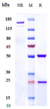 CD98 Reference Antibody (KHK2898)