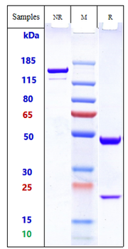 GD3 Reference Antibody (ecromeximab)