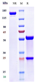 TNFSF4 / OX40L / CD252 Reference Antibody (amlitelimab)