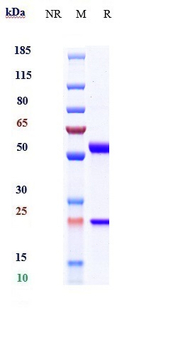 B7-H1 / PD-L1 / CD274 Reference Antibody (Lesabelimab)