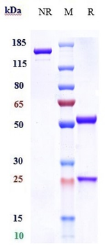 CD11 Reference Antibody (Rovelizumab)