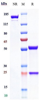 IL-2Ra / CD25 Reference Antibody (Inolimomab)