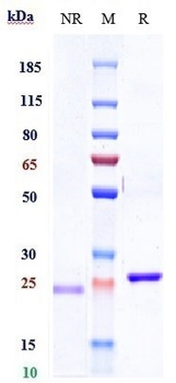 TNFSF2 / TNFa Reference Antibody (licaminlimab)
