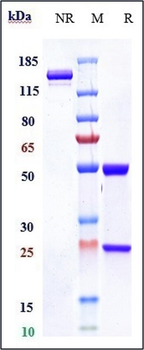 TNFRSF5 / CD40 Reference Antibody (lucatumumab)