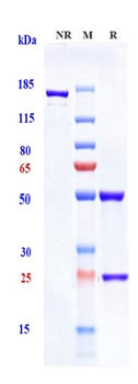 Amyloid Beta Reference Antibody (solanezumab)