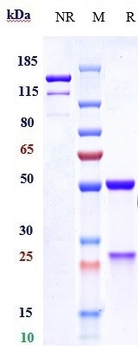 SARS-CoV-2 Reference Antibody (Bebtelovimab)