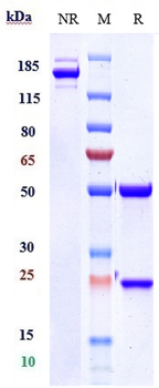 IL-15 Reference Antibody (ordesekimab)
