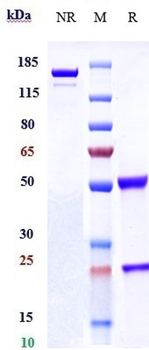 CLEC12A / CD371 Reference Antibody (tepoditamab)