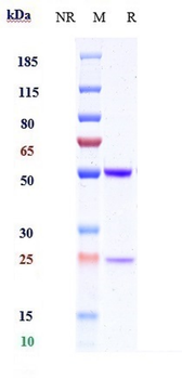 ICOS / CD278 Reference Antibody (MEDI-570)