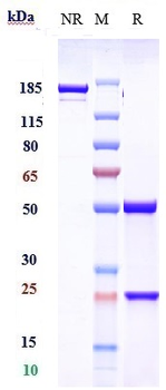 NGF / bNGF Reference Antibody (MEDI-578)