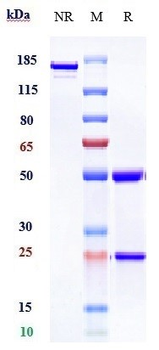 Siglec-15 / CD33L3 Reference Antibody (NC318)