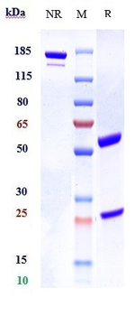 GFRAL Reference Antibody (NGM120)