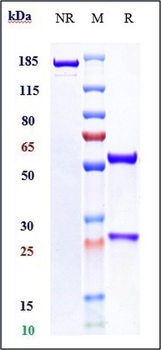 IL-1RAP / IL-1R3 Reference Antibody (Nadunolimab)