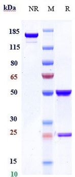 HGFR / c-Met Reference Antibody (onartuzumab)