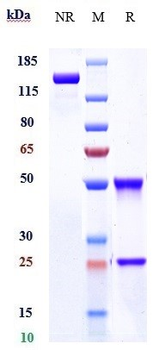 LY75 / CD205/DEC-205 Reference Antibody (MEN1309)