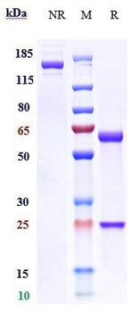 SpA Reference Antibody (Omodenbamab)