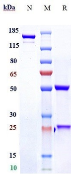 RSPO3 Reference Antibody (rosmantuzumab)