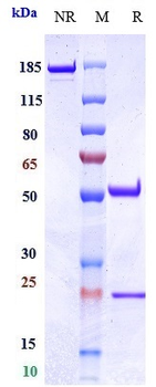 EpCAM / TROP1 / CD326 Reference Antibody (oportuzumab)