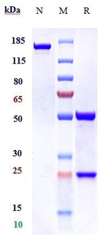 MUC16 Reference Antibody (oregovomab)