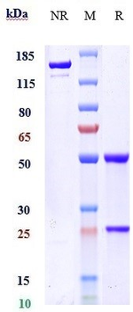 RTN4 / NOGO Reference Antibody (ozanezumab)
