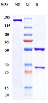 B7-H1 / PD-L1 / CD274 Reference Antibody (pacmilimab)