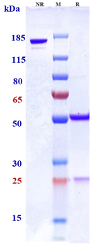 SLAMF7 / CS1 Reference Antibody (PDL241)