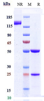 ACVRL1 / ALK-1 Reference Antibody (ascrinvacumab)
