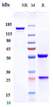 Amyloid Beta Reference Antibody (ponezumab)