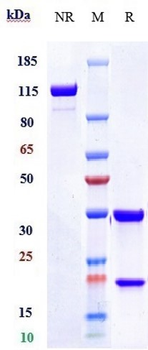 TFPI Reference Antibody (marstacimab)