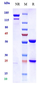 NGF / bNGF Reference Antibody (Frunevetmab)