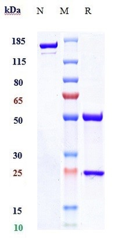 TNFSF11 / RANKL / CD254 Reference Antibody (denosumab)