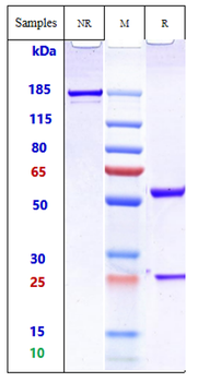 PDCD1 / PD-1 / CD279 Reference Antibody (iparomlimab)