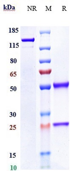 ERBB1 / EGFR / HER1 Reference Antibody (Laprituximab emtansine)
