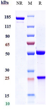 VEGF Reference Antibody