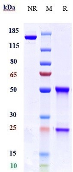 GDF8 / Myostatin Reference Antibody (trevogrumab)