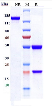 RSV glycoprotein F Reference Antibody (Suptavumab)