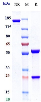 LAG3 / CD223 Reference Antibody (fianlimab)