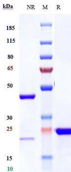 VEGF Reference Antibody