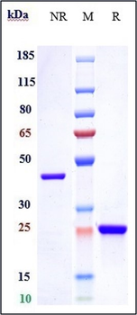 HTRA1 Reference Antibody (Galegenimab)