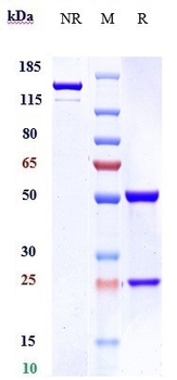 TNFRSF5 / CD40 Reference Antibody (Cifurtilimab)