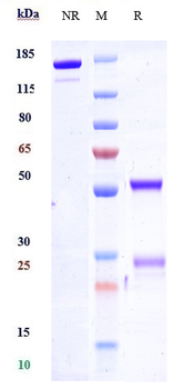 SLAMF6 / CD352 Reference Antibody (SGN-CD352A)