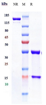 CTLA-8 / IL-17a Reference Antibody (vunakizumab)