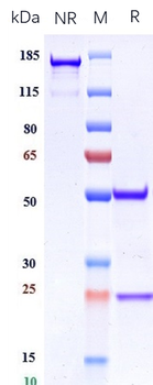 Integrin aVb6 (ITGAV & ITGB6) Reference Antibody (STX-100)